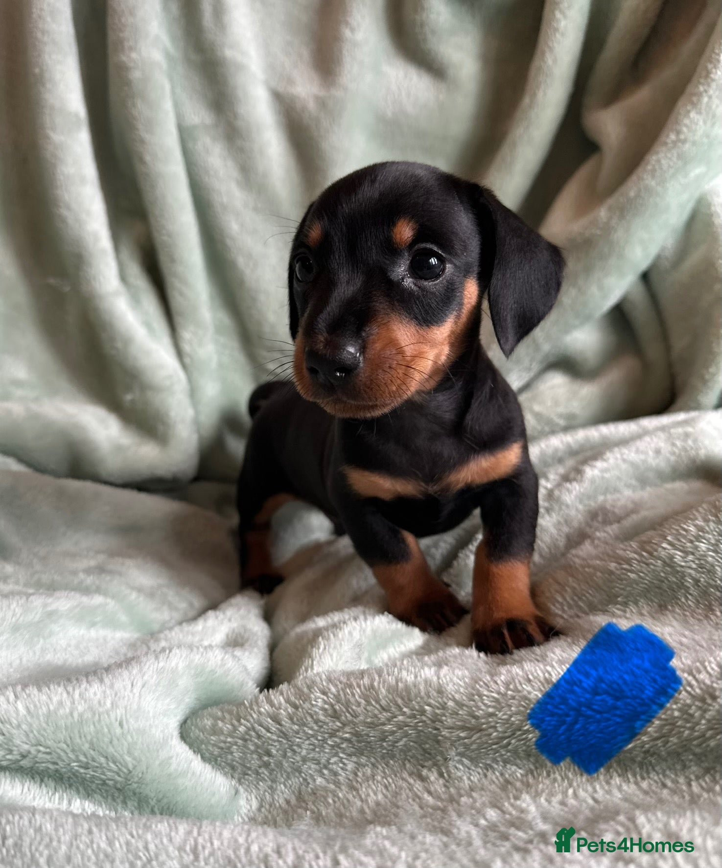 Miniature Dachshund dogs 🐾exceptional KC REGISTERED PRA clear  - Advert 2