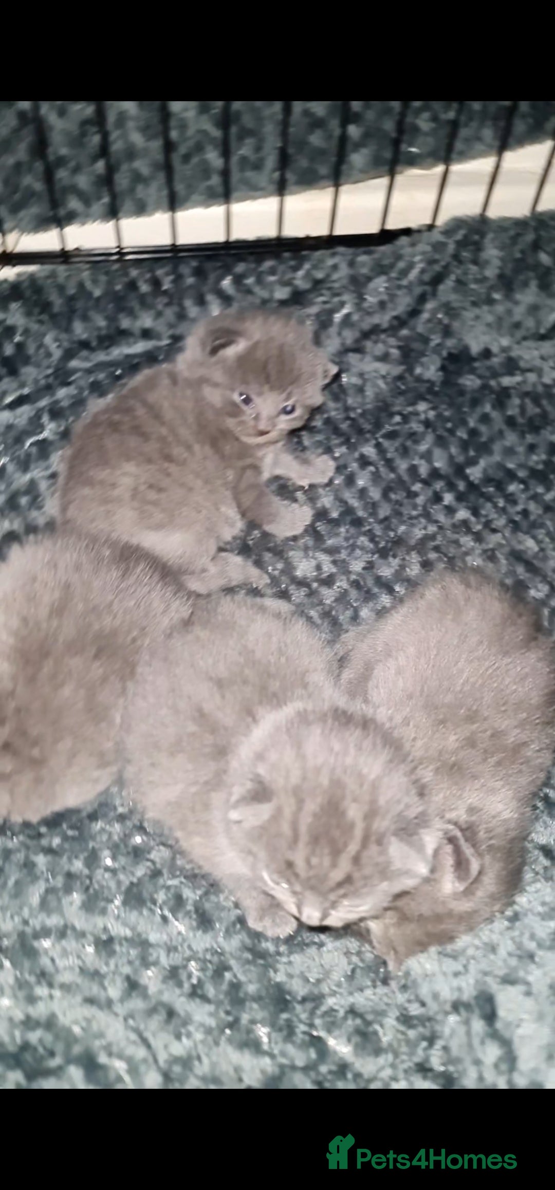 British Shorthair cats British shorthair/Russian babies 👶  - Advert 5