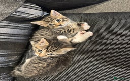 Mixed Breed cats for sale: 4 kittens looking for their forever homes  - Image 6