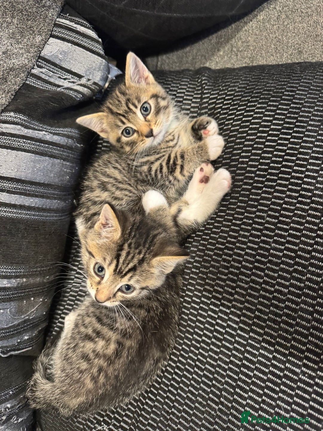 Mixed Breed cats for sale: 4 kittens looking for their forever homes  - Image 6