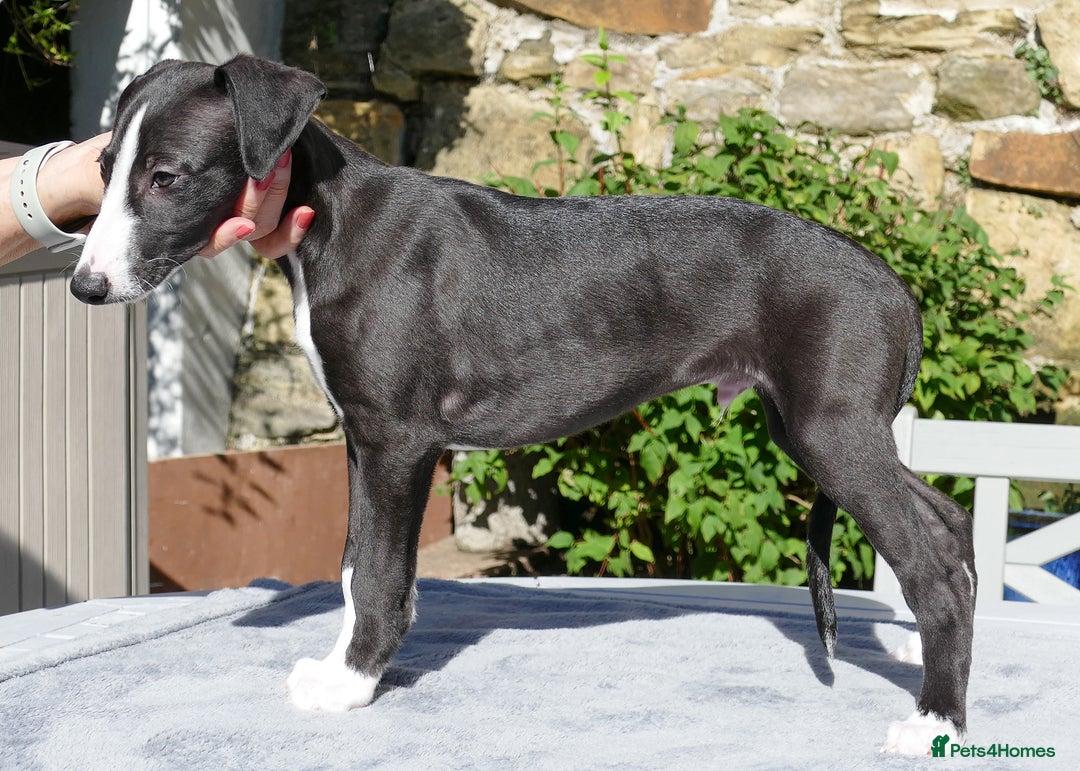 Whippet dogs for sale: Pedigree Whippet Purebred Girl now available - Image 7