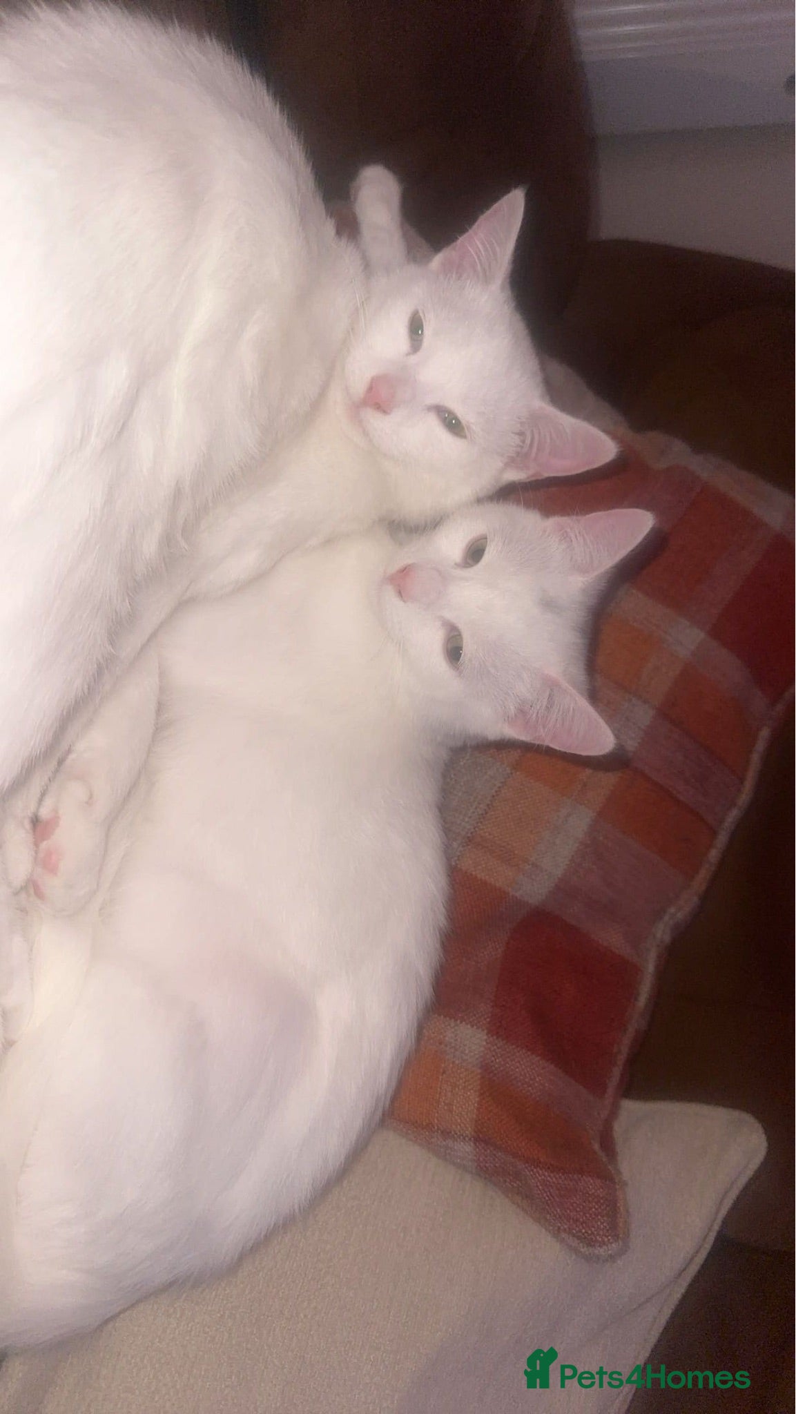 Turkish Angora cats 2 white cats - Advert 2