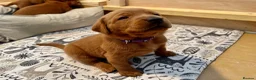 Labrador Retriever dogs for sale: KC registered Fox Red Labrador puppies. - Advert 6