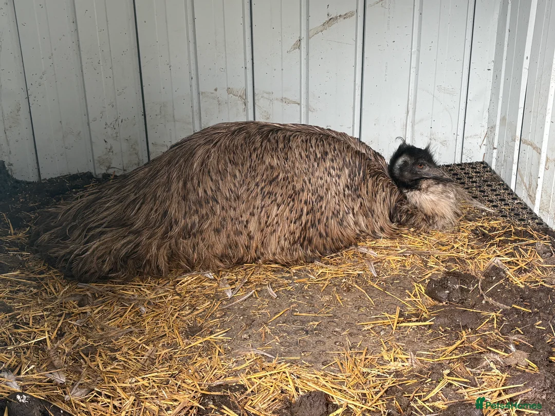 Emus poultry for sale: Emu chicks for sale, £125 each, due mid March. - Advert 2