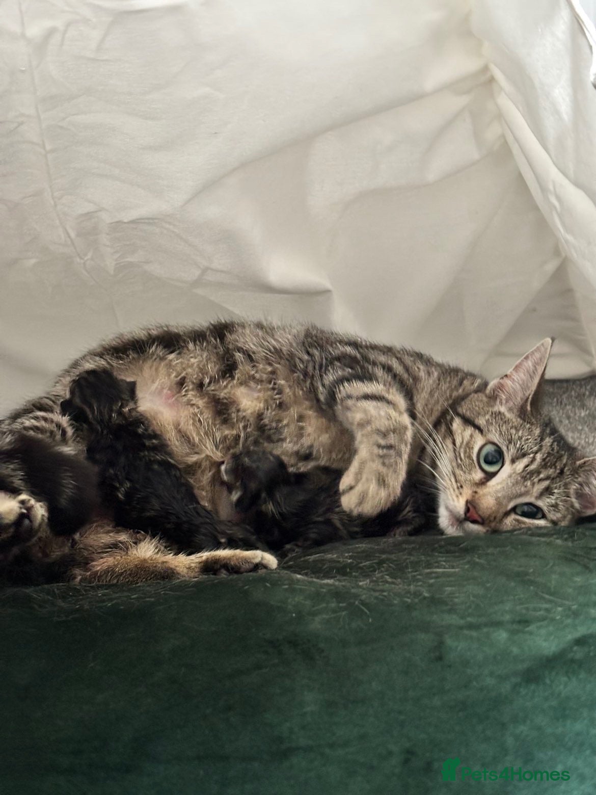 Mixed Breed cats 3 boys ready to leave NOW  - Advert 4