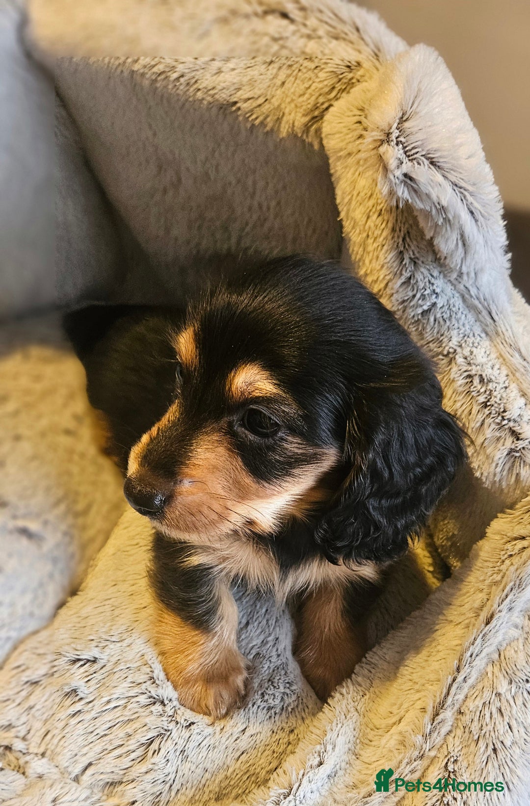 Miniature Dachshund dogs for sale: Last boy reduced, Ready Now 💙 - Advert 2