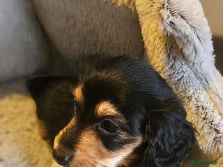 Miniature Dachshund dogs Last boy reduced, Ready Now 💙 - Advert 18