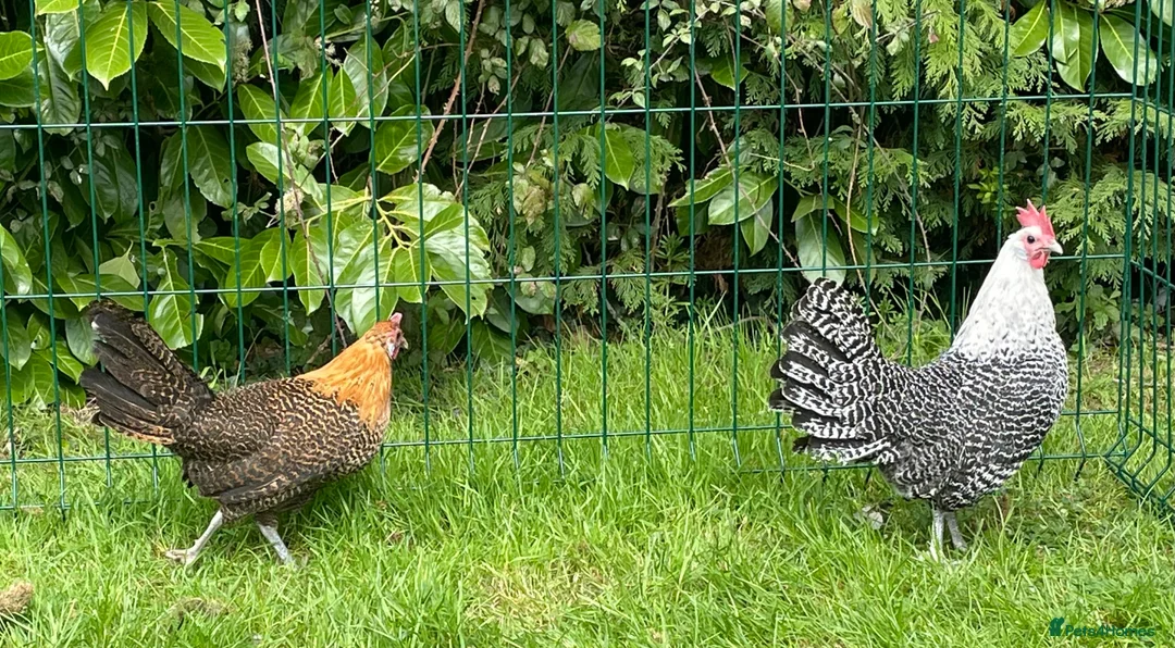 Chickens poultry for sale: Silver and gold Campine hens - Advert 2