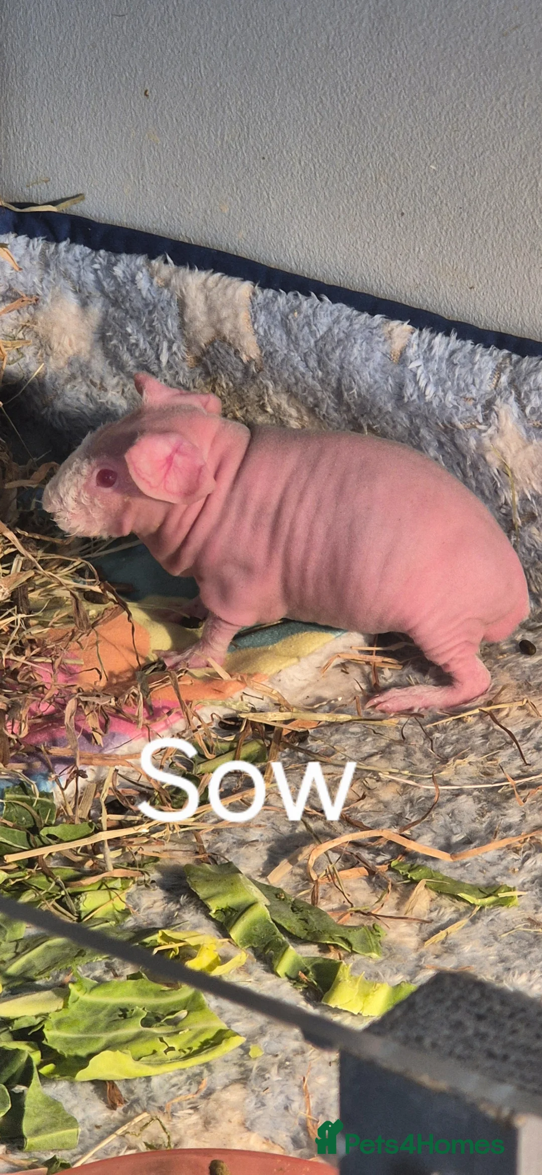 Guinea Pig rodents for sale: Skinny Pigs - Advert 2