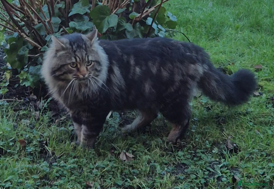 Siberian cats for sale: Beautiful siberian with American shorthair - Advert 15