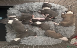 Whippet dogs for sale: Blue Whippet Puppies for Sale - Advert 11