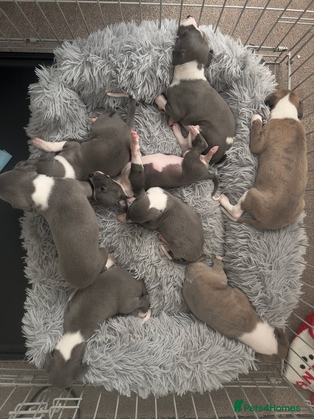 Whippet dogs for sale: Blue Whippet Puppies for Sale - Advert 11