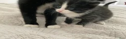 Domestic Shorthair cats for sale: Beautiful kittens ready in 5 weeks - Advert 36
