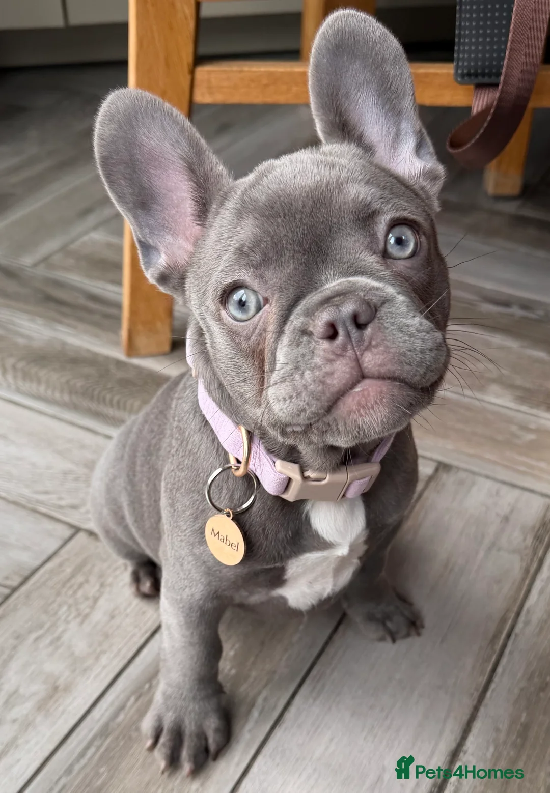 French Bulldog dogs for stud: GORGEOUS BLUE AND WHITE PROVEN STUD - Advert 2