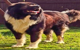 Caucasian Shepherd Dog dogs for sale: Caucasian Shepherd  - Advert 1