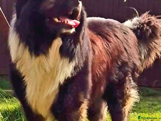 Caucasian Shepherd Dog dogs for sale: Caucasian Shepherd - Advert 1