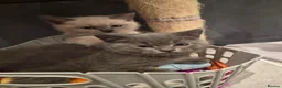 British Shorthair cats for sale: 6 Beautiful BSH Kittens - Advert 4