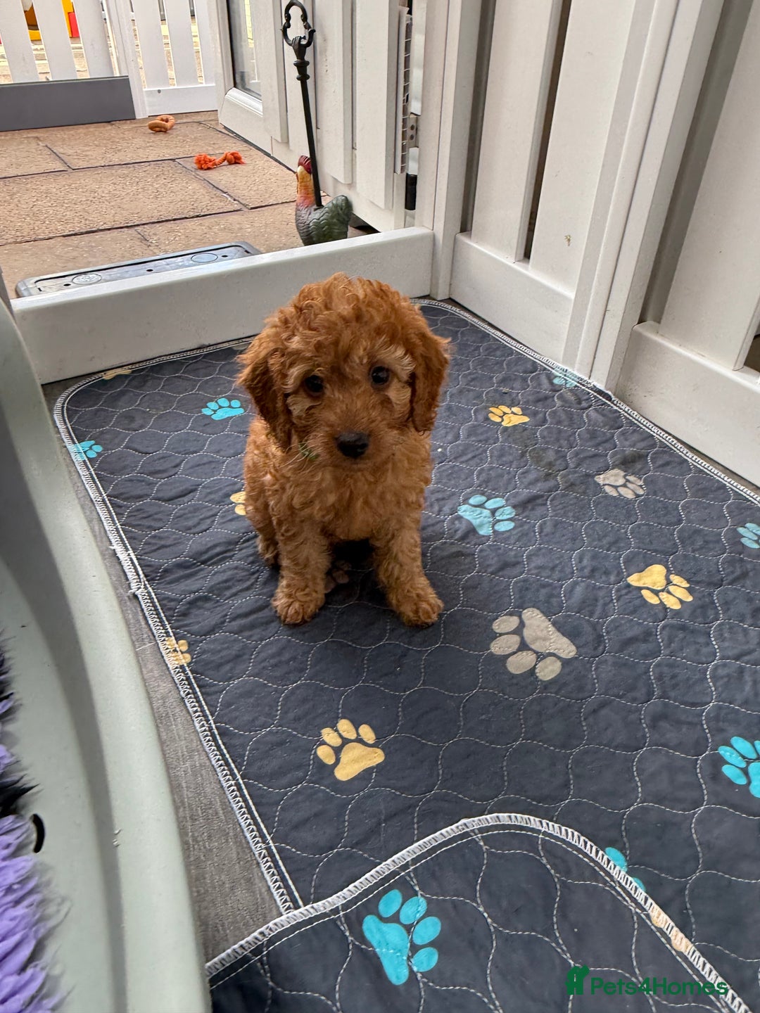 Cavapoo dogs for sale: Beautiful Cavapoo from DNA health tested parents  - Image 14