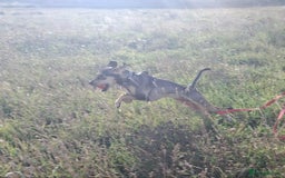 Mixed Breed dogs for adoption: Freya -20 months old, Hound Mix Girl - Image 16