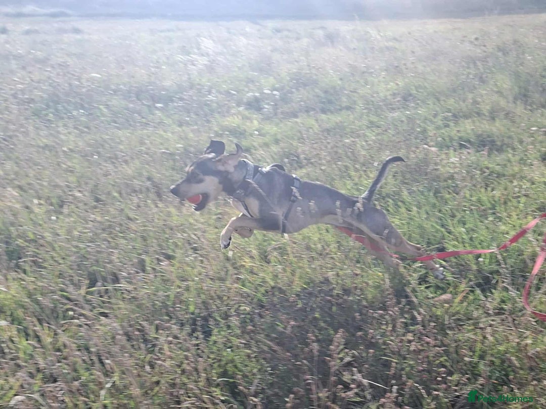 Mixed Breed dogs for adoption: Freya -20 months old, Hound Mix Girl - Image 16