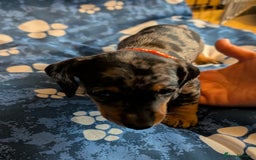 Dachshund dogs for sale: Dachshund Puppies - Image 18