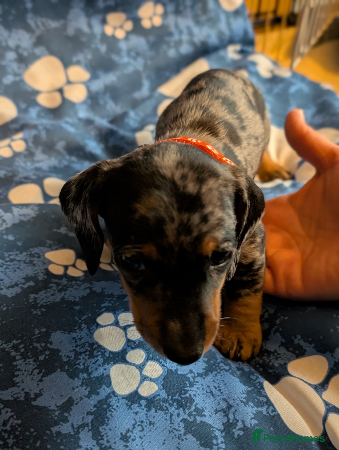 Dachshund dogs for sale: Dachshund Puppies - Image 18