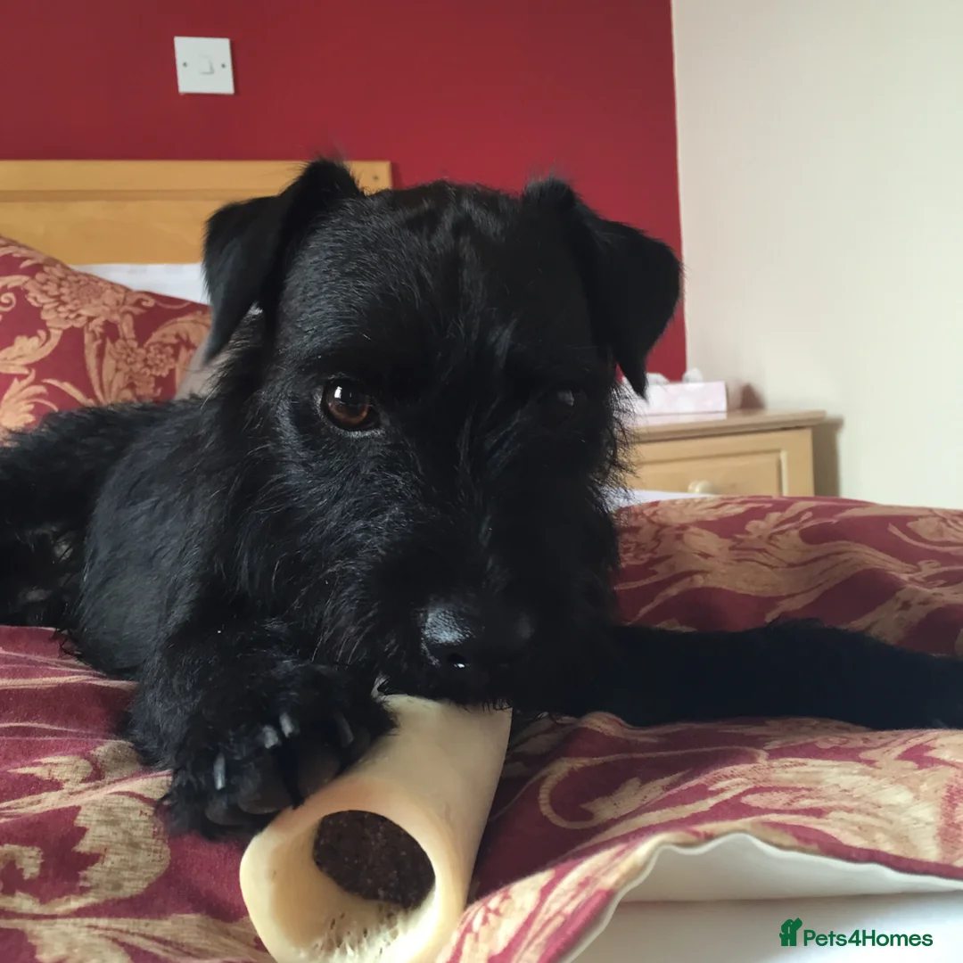 Mixed Breed dogs for sale: Well loved home needed! - Advert 6