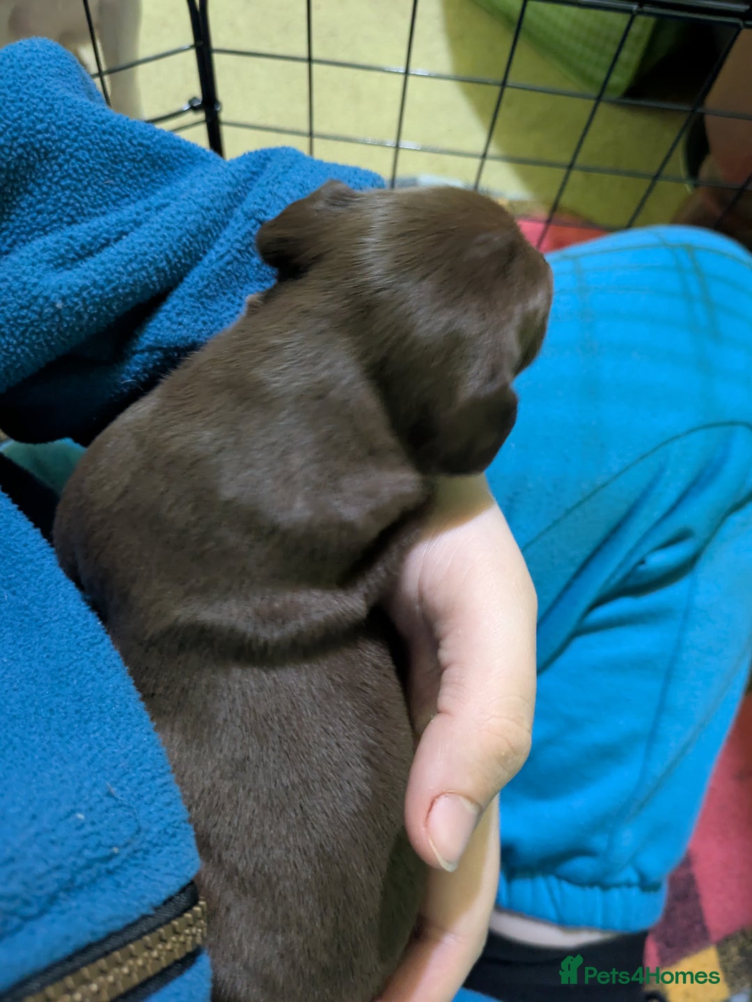 Mixed Breed dogs for sale: Janiel puppies  - Advert 4