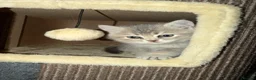 British Shorthair cats for sale: Gorgeous Blue Golden BSH /Green eyes 💚 - Advert 7