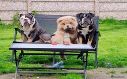 English Bulldog dogs for stud: For stud  - Image 5