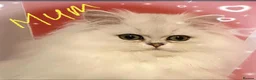 Persian cats for sale: Stunning silver chinchilla boy last one ready now  - Advert 4