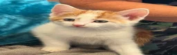 Turkish Angora cats for sale: Kittens - Advert 3