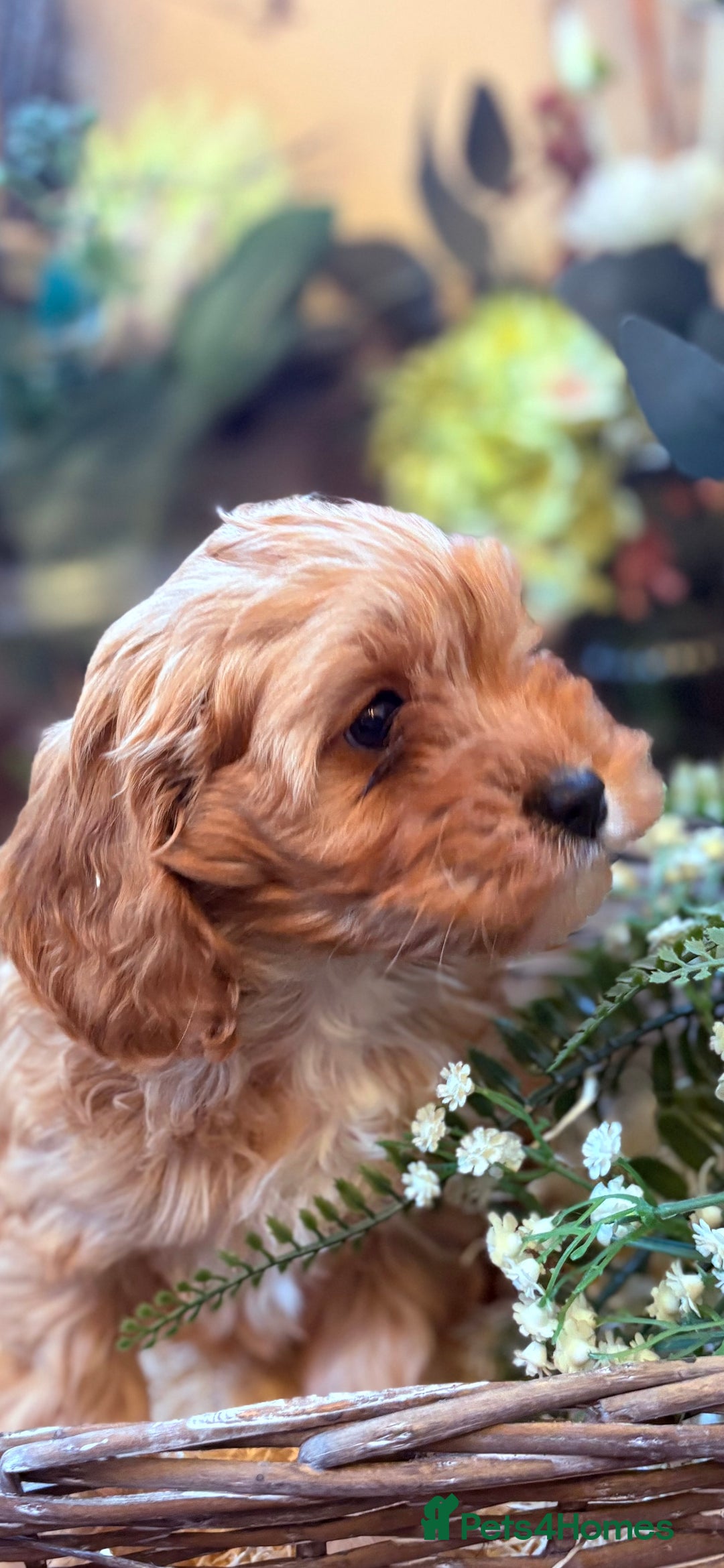 Cavapoo dogs for sale: Health tested toy cavapoo boys - Advert 25