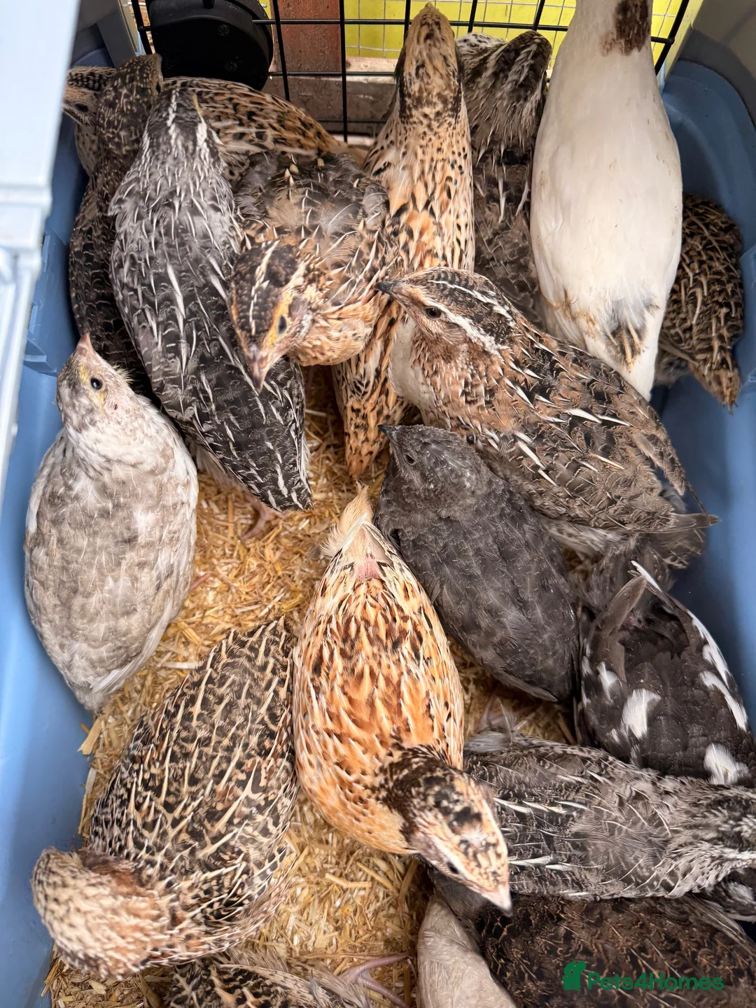 Quail poultry for sale: Coturnix quail chicks  - Advert 2