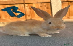 Continental Giant rabbits for sale: Baby giants  - Image 4
