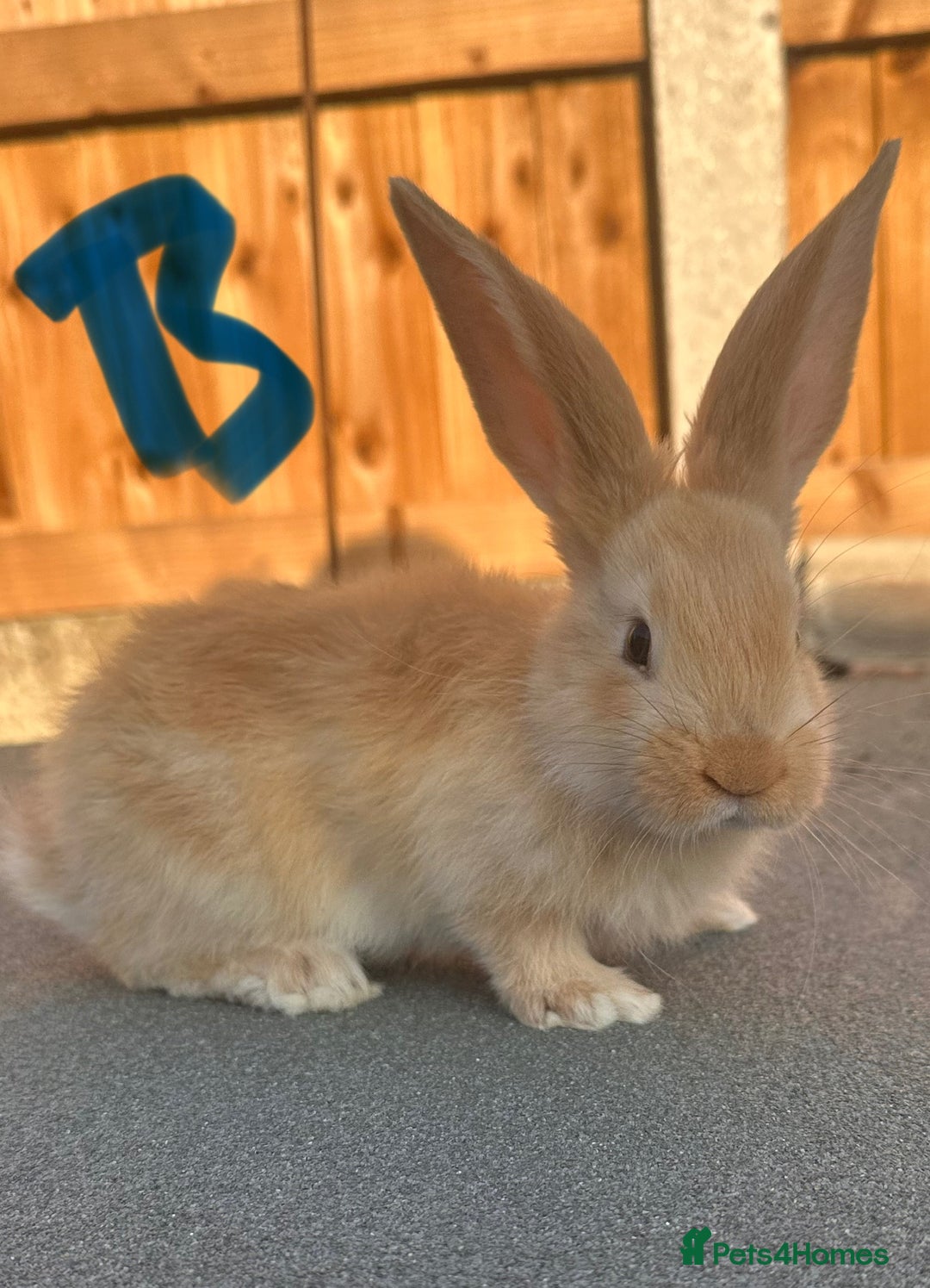 Continental Giant rabbits for sale: Baby giants  - Image 4