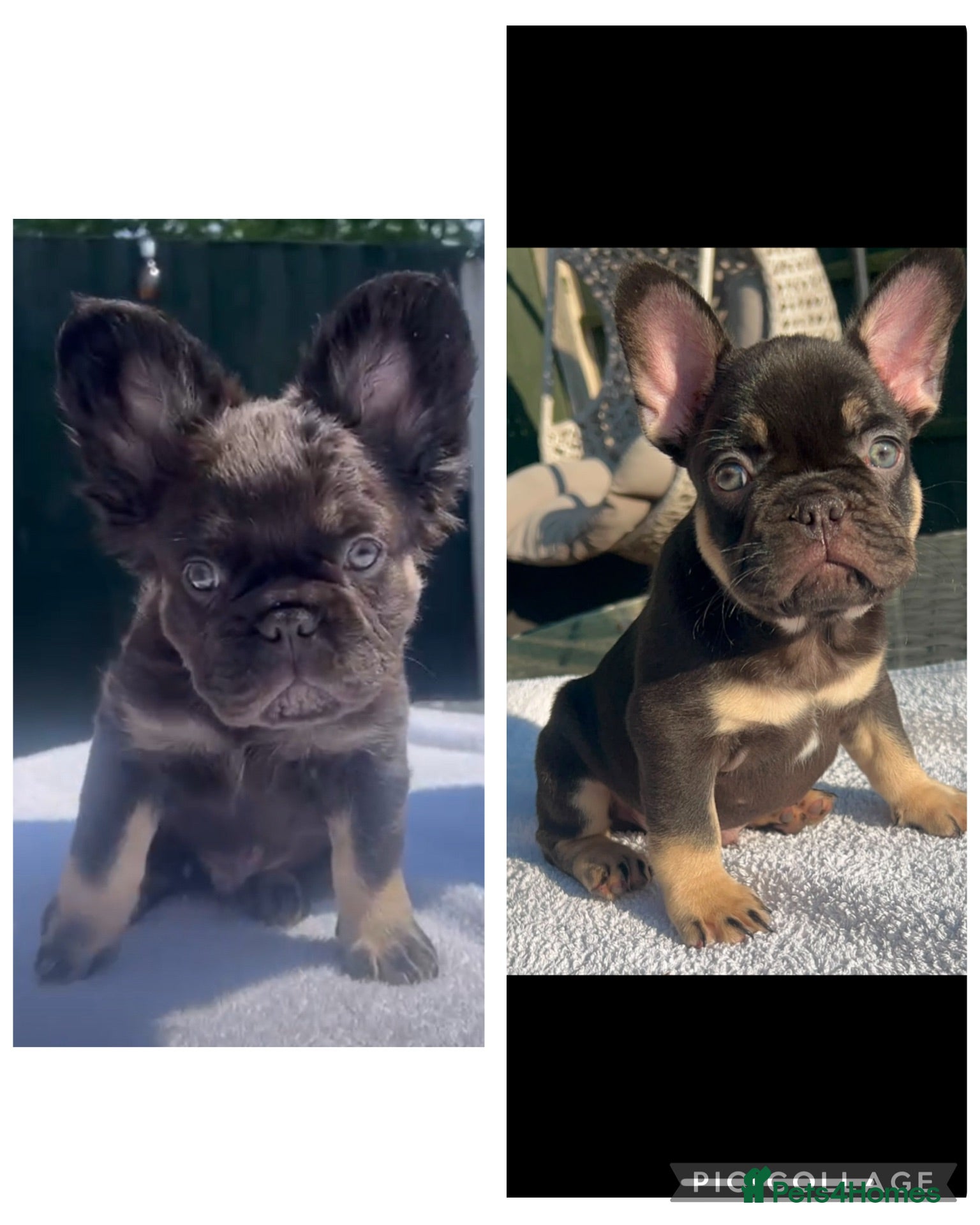 French Bulldog dogs FRENCH BULLDOGS FLUFFY & CARRIER READY TO LEAVE  - Advert 19