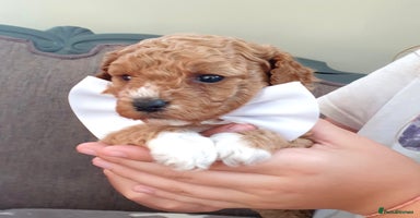 Coton De Tulear dogs - Advert 14
