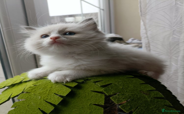 Ragdoll cats Pure lovely ragdoll 🐱 - Advert 16