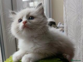 Ragdoll cats Pure lovely ragdoll 🐱 - Advert 4
