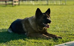 German Shepherd dogs for sale: Part of our family ♥️ - Image 7