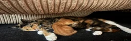 Mixed Breed cats for sale: Two gorgeous kittens for sale - Advert 1