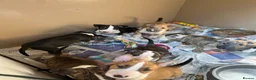 English Bull Terrier dogs for sale: English bull terrier puppies - Advert 5