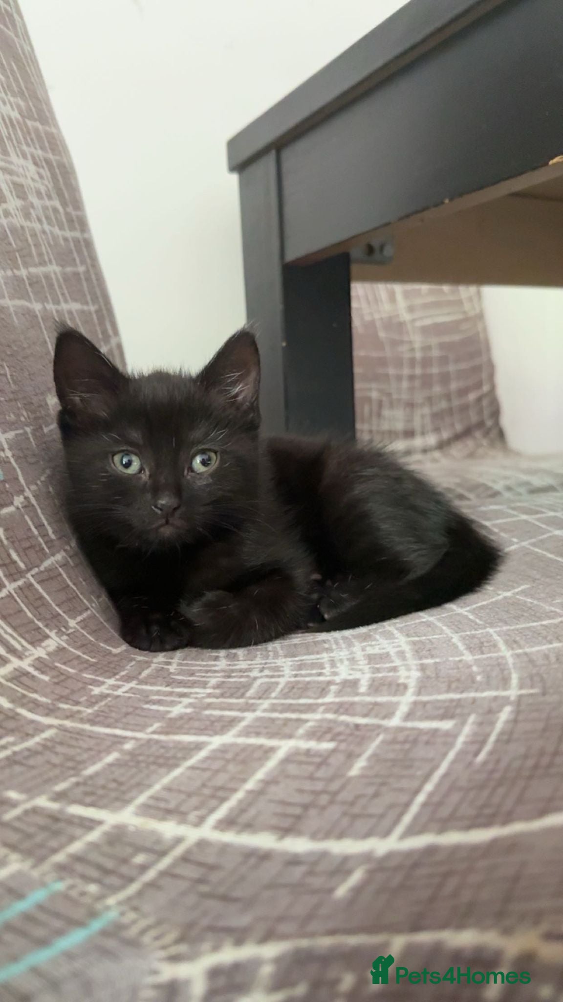Mixed Breed cats for sale: Lovable black and dark brown stripped kitten - Advert 4
