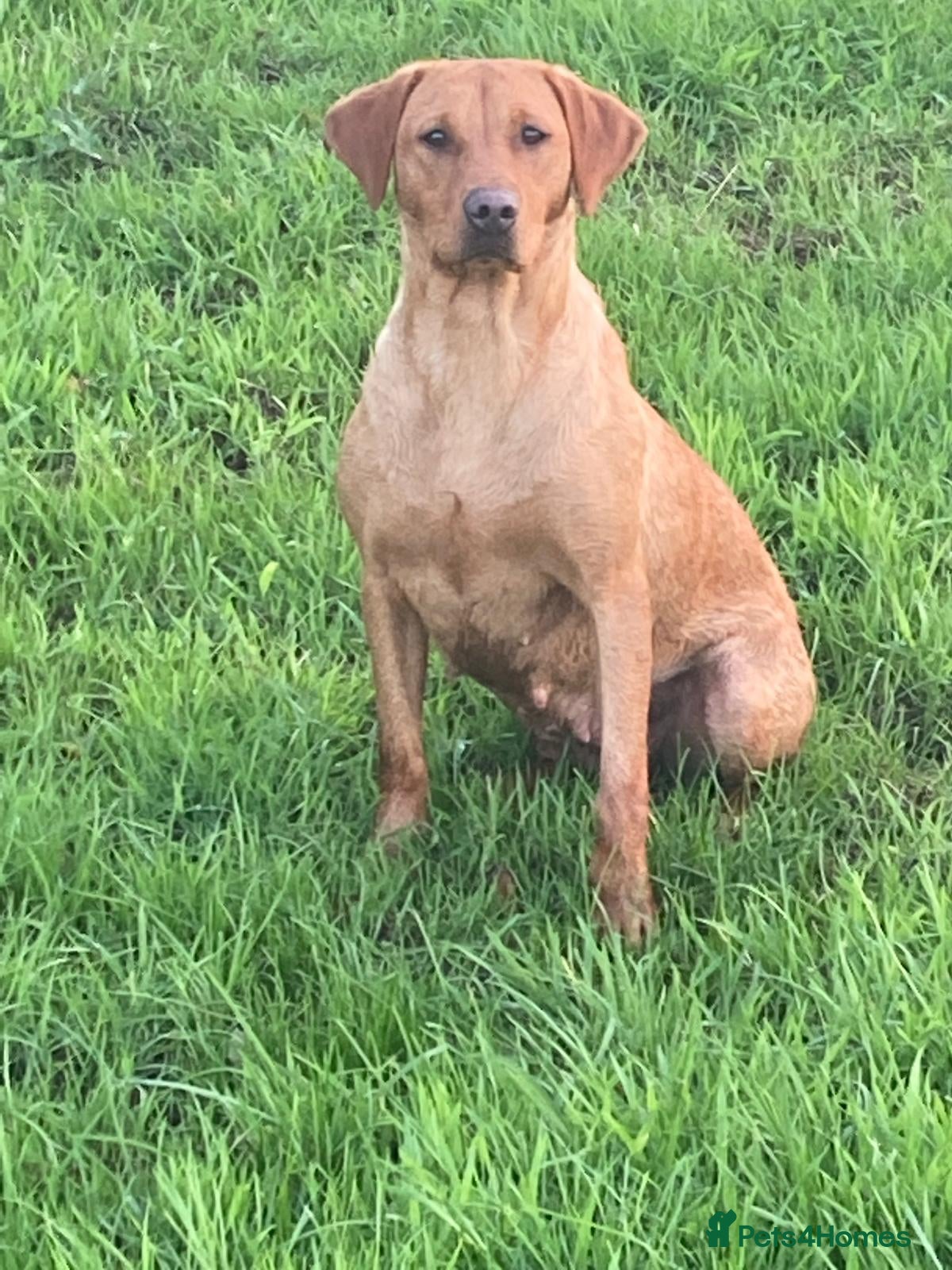 Labrador Retriever dogs for sale: KC Registered fox red Labrador puppies - Advert 1