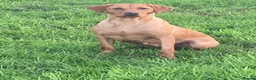 Labrador Retriever dogs for sale: KC Registered fox red Labrador puppies - Advert 1