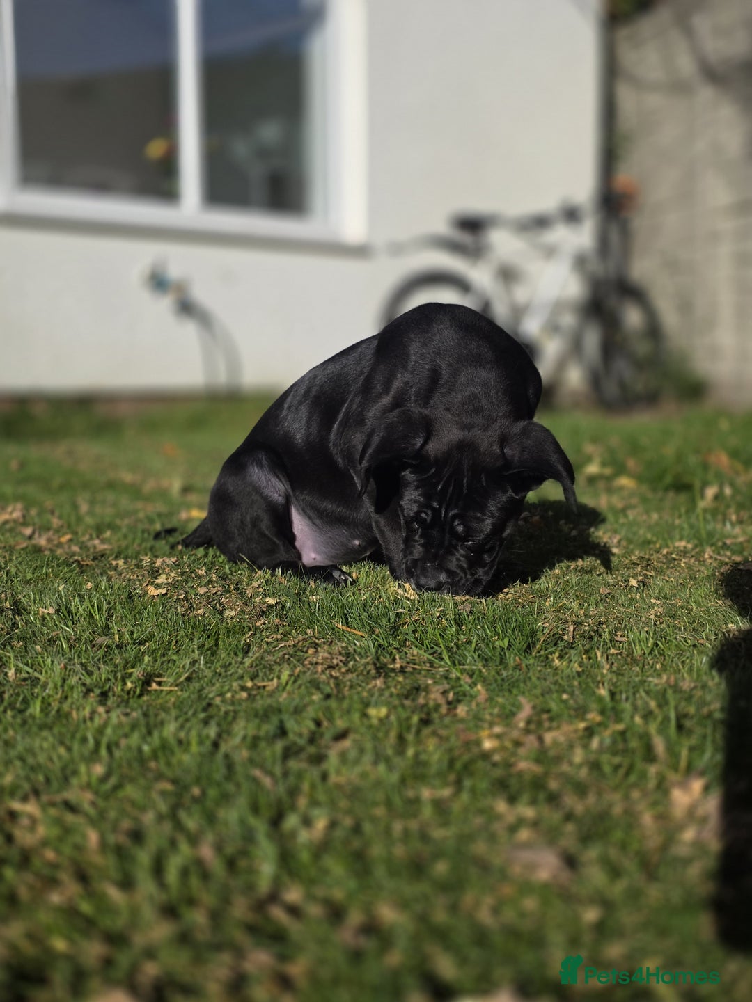 Cane Corso dogs for sale: Beautiful chunky girl  - Image 6