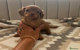 Cavapoo dogs for sale: Gorgeous cavapoo puppies available 🐾 - Image 6