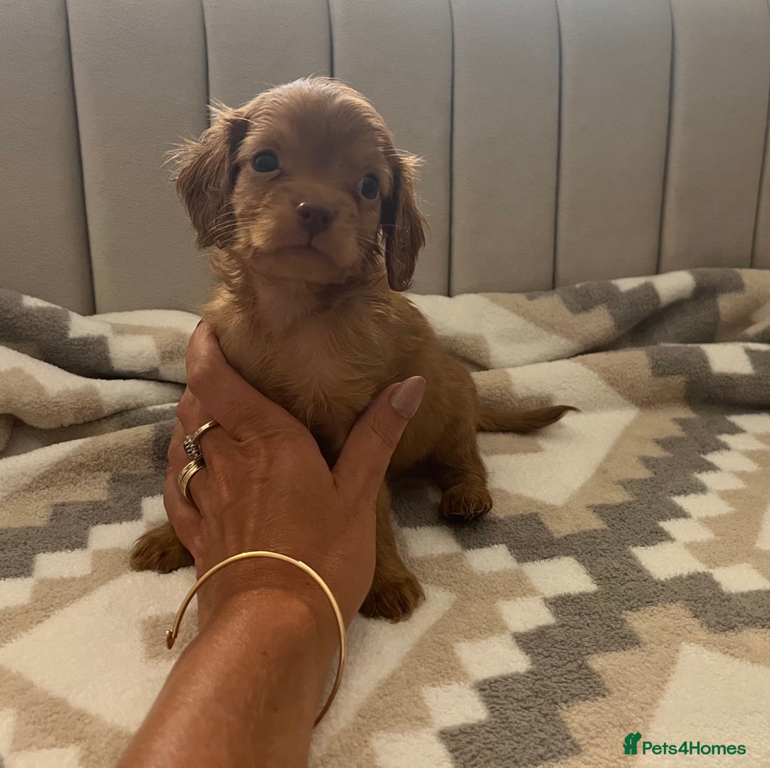 Cavapoo dogs for sale: Gorgeous cavapoo puppies available 🐾 - Image 6