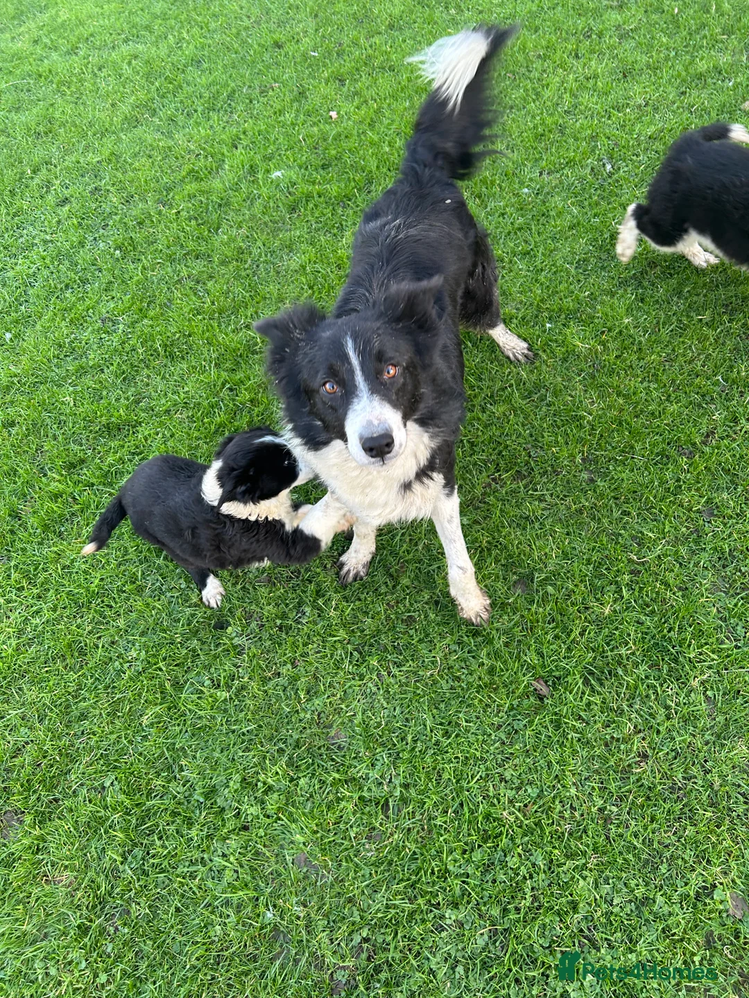 Sprollie dogs for sale: Border collie pups - Advert 7